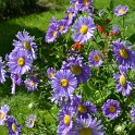Callistephus chinensis 'Gloire de Geneve'